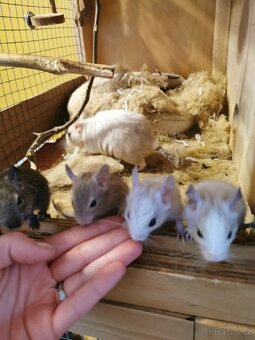 Osmak degu - 6
