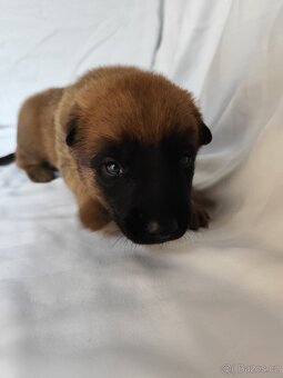 Belgický ovčák Malinois s PP - 6