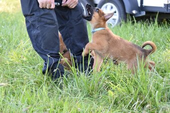 Belgický ovčák Malinois s PP - 6