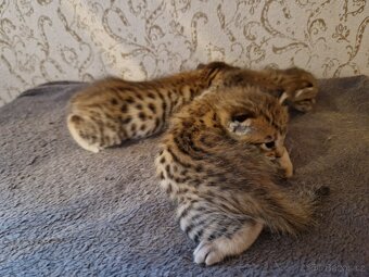 Savannah kotatka F5 - 6