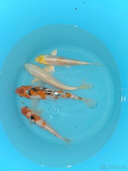Koi 5-35cm - 6