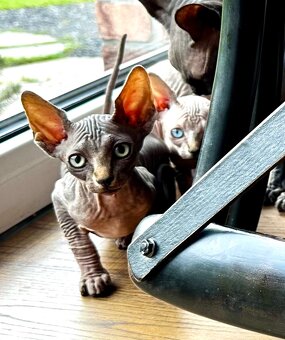 Kanadský Sphynx - 6