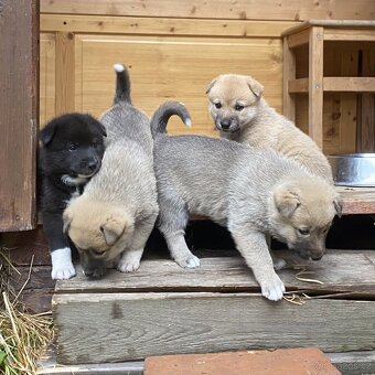 Kanaánský pes - štěňata s PP (Canaan dog) - 6
