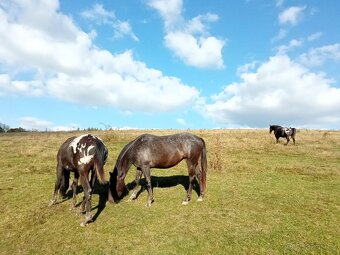 Klisna Appaloosa Horse - 6