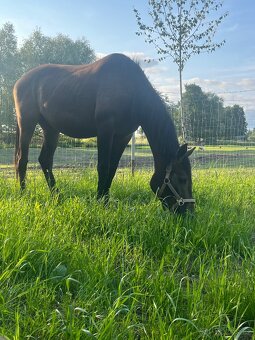 Klisna moravský teplokrevník - 6