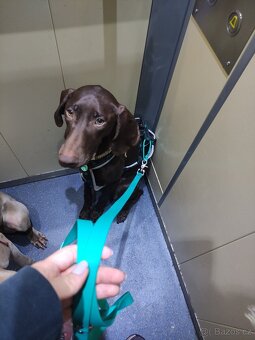 Německý ohař, fenka s PP - 6