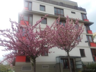 Pronajmu krásný byt 1kk v Berouně - 6