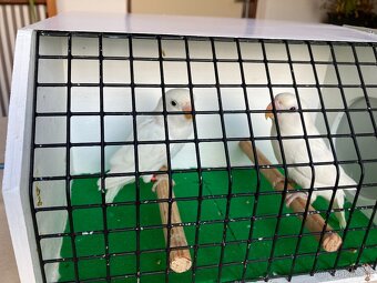 agapornis fischeri - 6