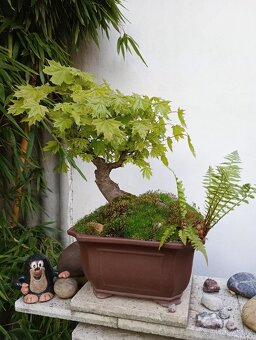 Javor mléč (Acer platanoides) bonsai - 6