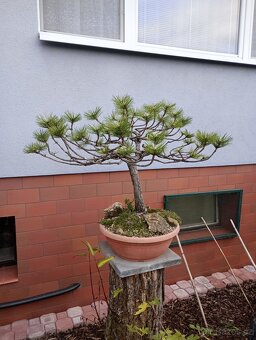 Borovice černá (Pinus nigra) bonsai - 6