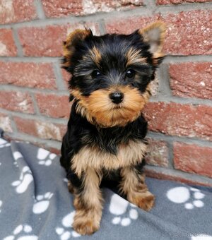Štěňata jorkšírský teriér (yorkshire terrier) - 6