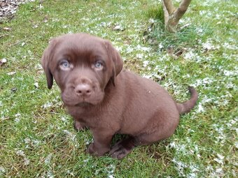Labradorský retriever s PP - čokoládový pejsek - 6