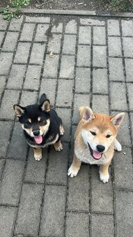 Štěňě Shiba s PP ČMKU/FCI - 6