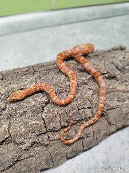 Užovka červená (Corn Snake) - 6