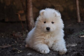 SAMOJED ŠTENIATKA S RODOKMEŇOM - 6
