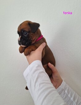 Německý boxer štěňata s PP - Moravia Dog Club - 6