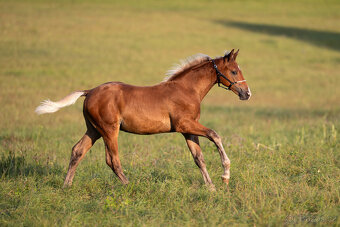 Unikátní hříbě, hřebeček barvy silver dapple - 6