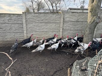 Krůty a krocani bronzové - 6