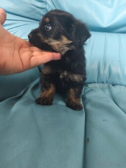 Jorkšírský teriér - 6