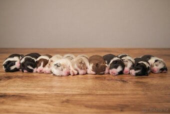 Australský ovčák - pejsek BLACK TRI s PP - 6