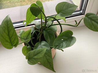 Květiny do interieru - 6