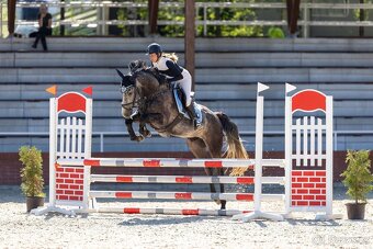 🐴 Na prodej – mladý valach po Hickstead White - 6
