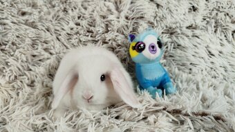 Zakrslý beránek, králíček, králík - TIMIAN - 6