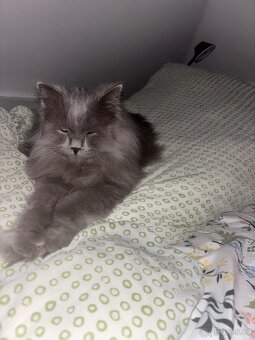 Prodej kocourka.. důvod stěhování - 6