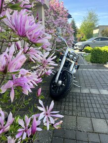 Harley-Davidson FLSTC - 6