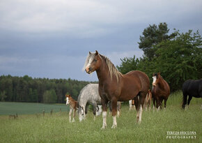 Welsh mountain pony, sekce A - 6