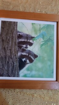 Obrázky v rámu 3ks se zvířaty - 6