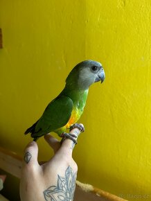 Papoušek Senegalský ručně dokrmenny - 6
