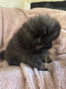 Pomeranian - 6
