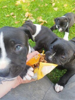 Americký stafordširský teriér : AMSTAFF - 6