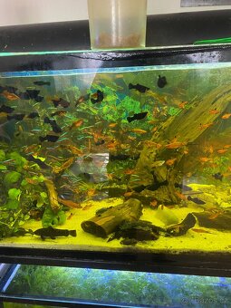 Akvarijni rybičky - 6