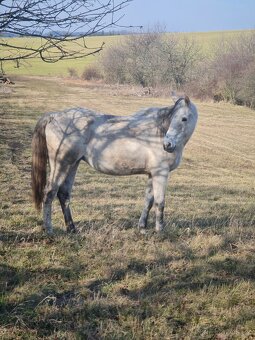 Spirit de Rendpeine - 6