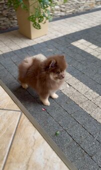 Pomeranian s PP - 6