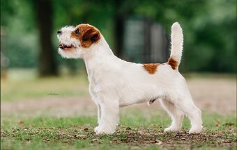 Jack Russell teriér s PP - 6