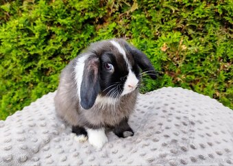 Zakrslý beránek, králíček, králík - TEA - 6