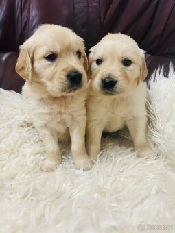 Zlatý retrívr bez PP - 6