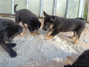 Německý ovčák - 6