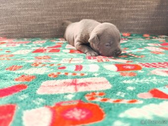 Stafordšírský bulteriér - 6