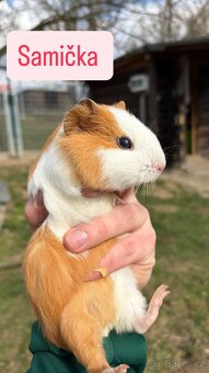 Mláďata morčatek - 6