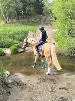 Pony B do drezury - 6