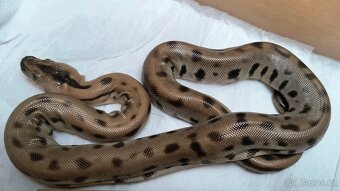 Krajta tmavá - Python bivittatus - 6