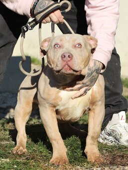 American bully XL - 6