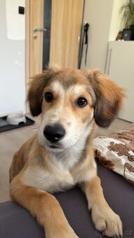 6 měsíční štěně - 6