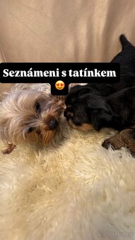 Jorkširský teriér - 6