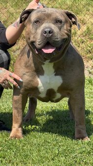 American Bully Xl - 6