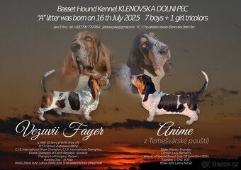 Basset Hound štěňátko s PP z Pardubicka - 6